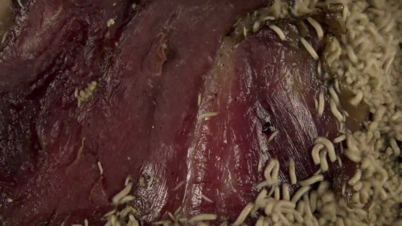 time lapse maggots eating meat HD - YouTube