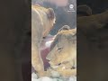 Animals at Phoenix Zoo beat summer heat with cool treats - 01:00 min - News - Video