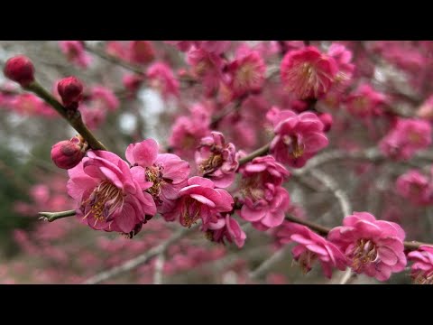 screenshot of youtube video titled Winter Beauty at Kalmia Gardens | Making It Grow