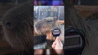 Чемпионат КАПИБАР по зачиллу #япония #shorts #шортс