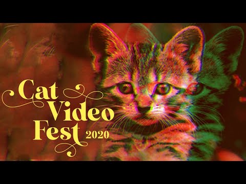 CatVideoFest 2020'