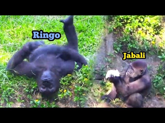 Ringo Beats His Chest to Show Off—Challenge Accepted!😆🤪林戈拍胸示威，氣勢全開挑戰對手！