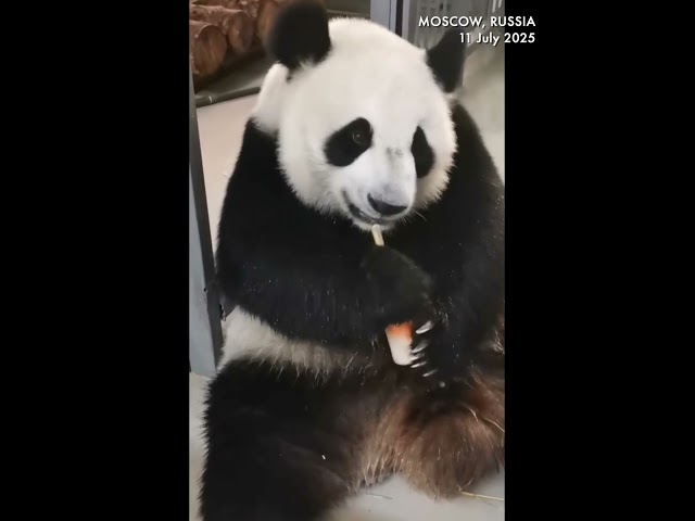 To eat or not to eat? Panda Ding Ding declines ice cream in Moscow’s 30-degree heat