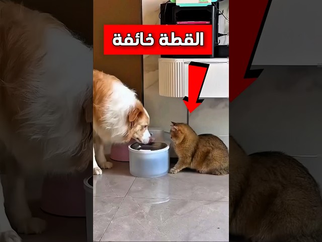 حاولت القطة تشرب الماء بطريقة رائعة ومميزة وبعدها هذا اللي صار 😳 #shorts #shortvideo #shortsviral
