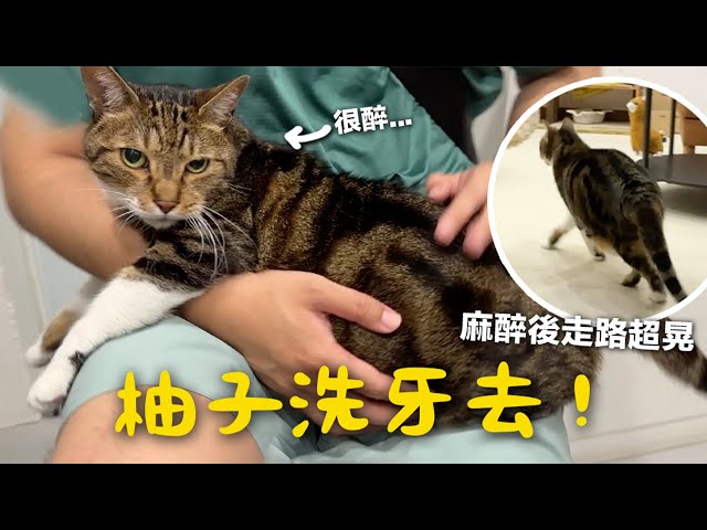 【黃阿瑪的後宮生活】柚子洗牙去！麻醉後走路超晃！