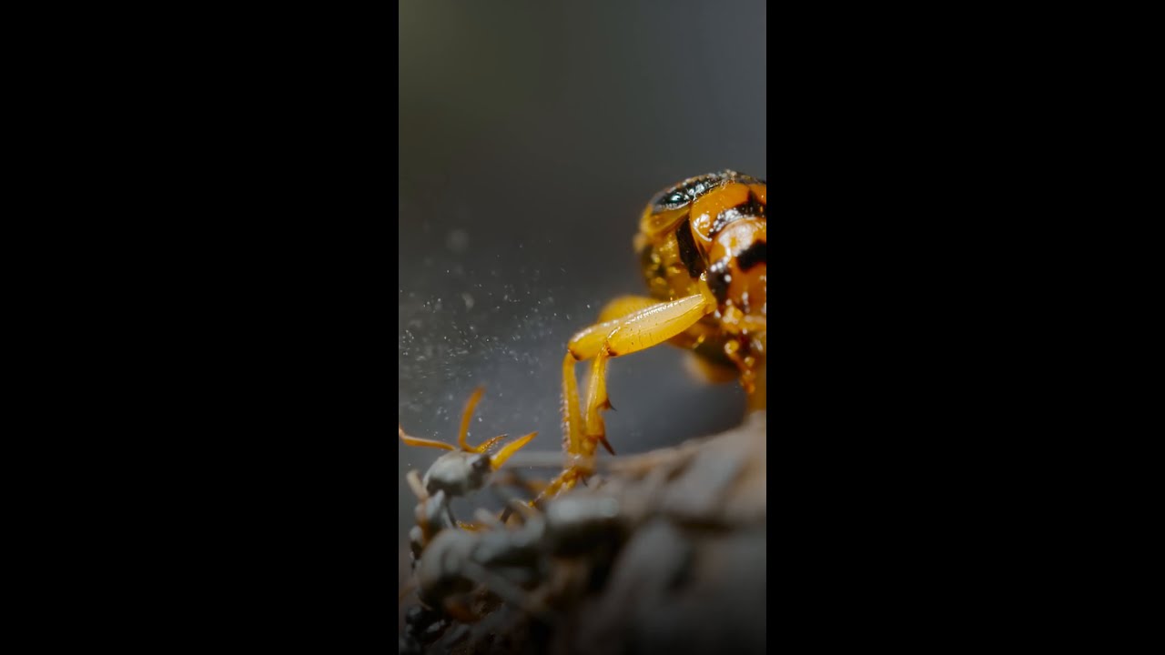 Watch out! This bombardier beetle is about to blow 🪲 #ARealBugsLife