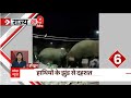 Uttarakhand News : हाथियों के झुंड ने Haridwar के ग्रामीण इलाकों में मचाई दहशत