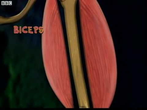 Skeletal Muscles ( Video ) | Biology | CK-12 Foundation
