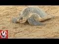 Olive Ridley Sea Turtles Arrive at Odisha Coast