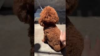 Advice for those who want and are creating content #baodangpham #sharing #shorts #windnet