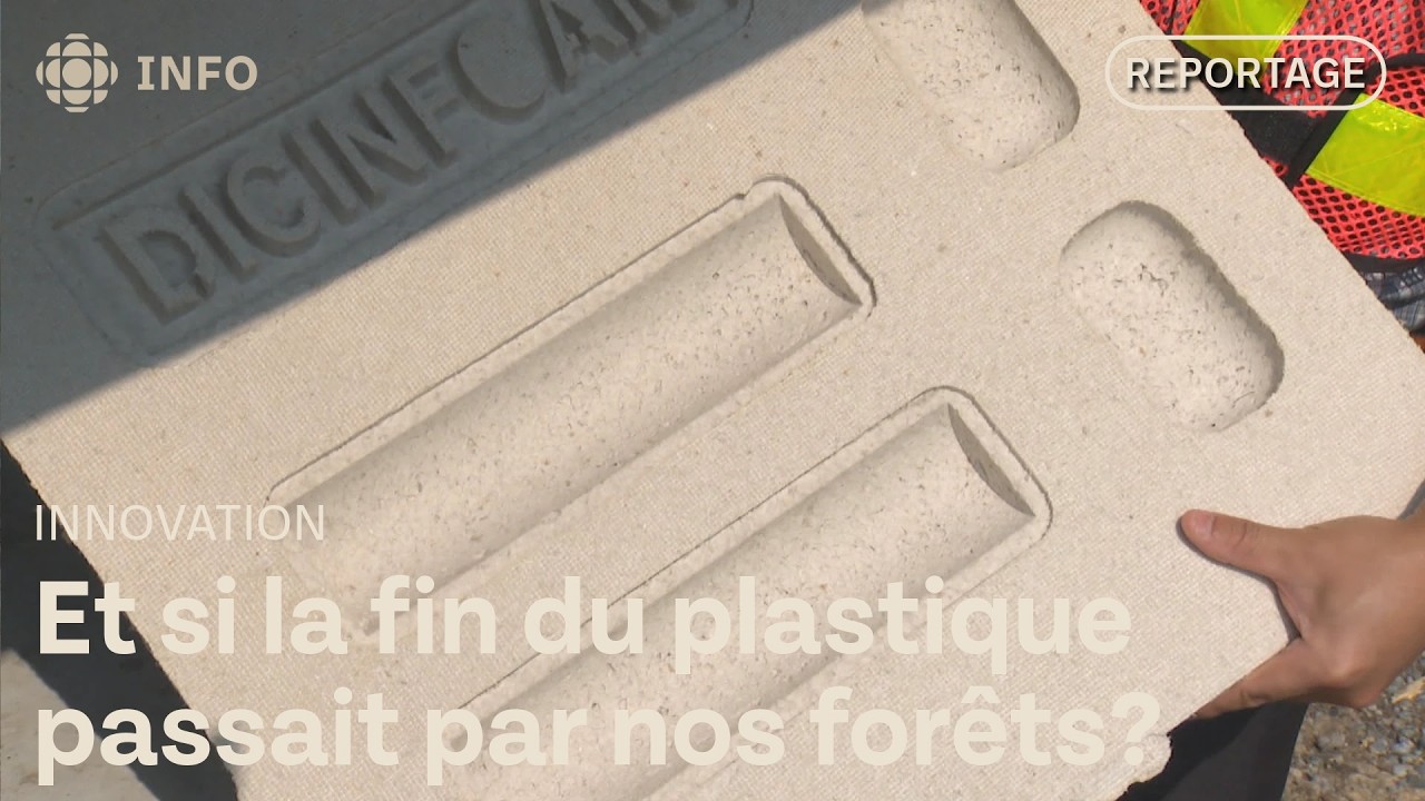 Des déchets forestiers pour éliminer le plastique