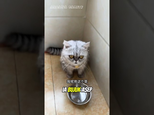 Tempat makan Asep di ambil sama Babu #shorts #kucing