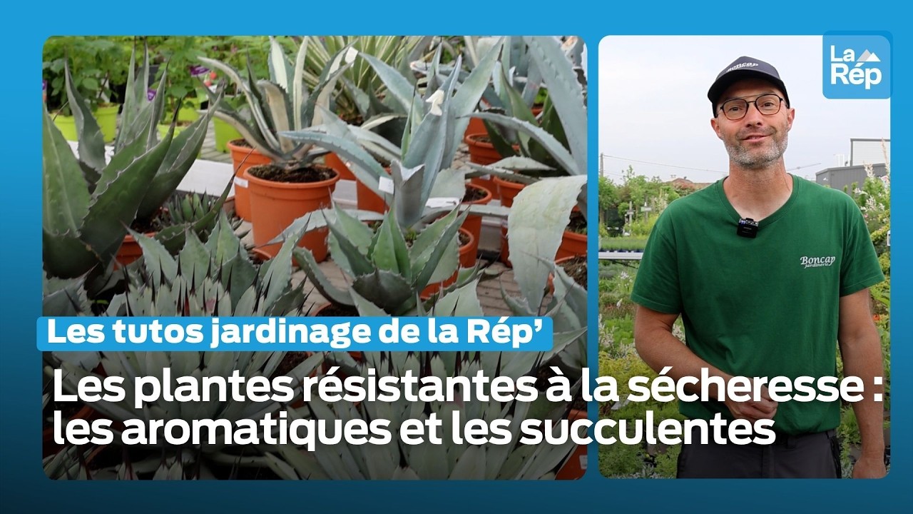 Conseils en jardinage : et si vous plantiez des aromatiques ou des succulentes dans votre jardin ?