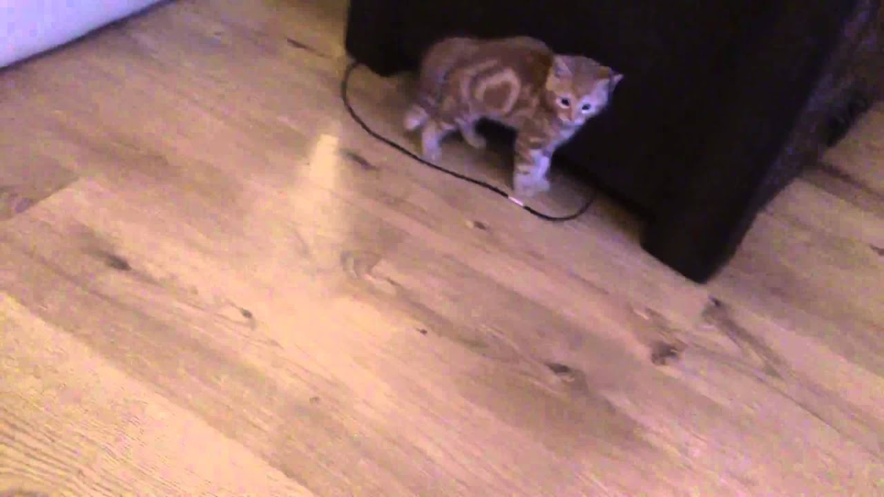 My Cute Pussy Cat YouTube