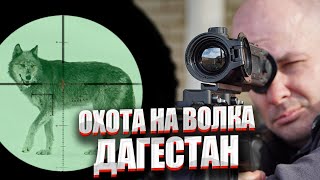 Охота на волка в Дагестане 2020 Охота на волка в Дагестане 2020
