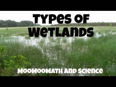Types of Ecosystems-Wetlands-Marshes,Swamps,Bogs, and Fens