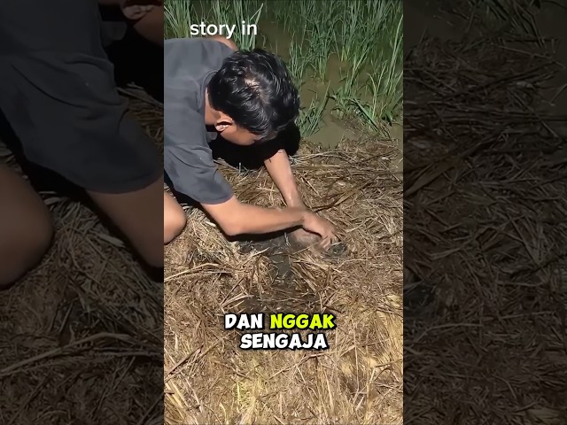 ngubek rumput rawa malam #shorts