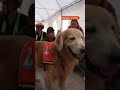 Rescue dogs in Bangkok search and comfort after quake  - 00:26 min - News - Video