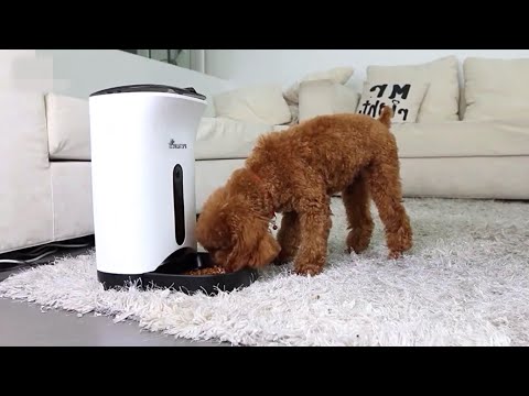 Buy The Best Food Feeder For Your Pets
