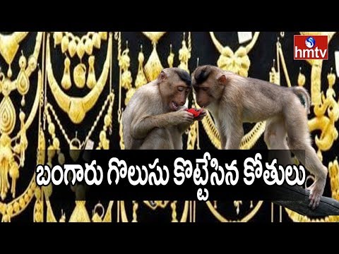 Monkeys snatch gold chains from VRO's house in Telangana