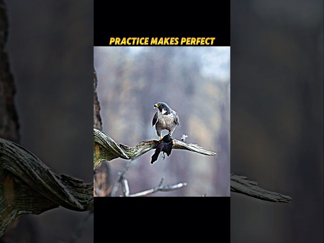 Falcon Training Pays Off! Practice Turns Into a Perfect Hunt! #trending #animals #birds #falcon