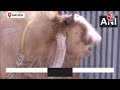 Bakrid 2024: बकरीद से पहले Bhopal में बिका 160 किलो का बकरा, लगी 7.5 लाख रुपये में बोली | Aaj Tak  - 01:59 min - News - Video