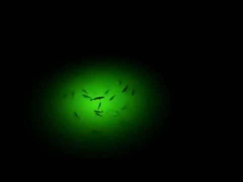 Video realizado por la propiedad