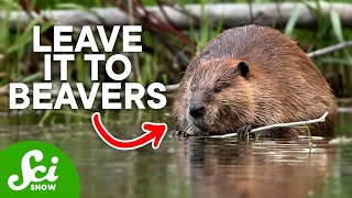 Dam Fun Facts About Beavers