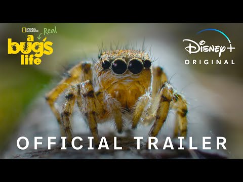 A Real Bug's Life'
