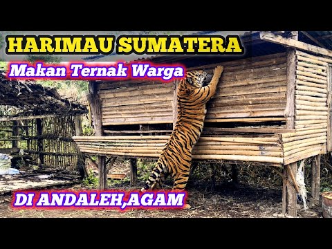 Sumatran Tiger Preys on Five Heads of Cattle in Andaleh, Agam Regency