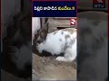 Watch: Rabbit helps stuck cat in viral video