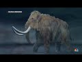 A modern-day woolly mammoth may be just a few years away, biotech company says  - 02:59 min - News - Video