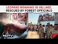 Pilibhit: Forest Officials Rescue Leopard Which Had Strayed Into A Village From The Tiger Reserve