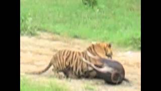 We Have Beef... Tiger Kills Cow SMH. @PowerPlayersTV