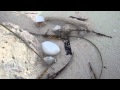 Hermit Crab at Mildives