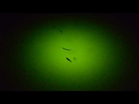Video realizado por la propiedad