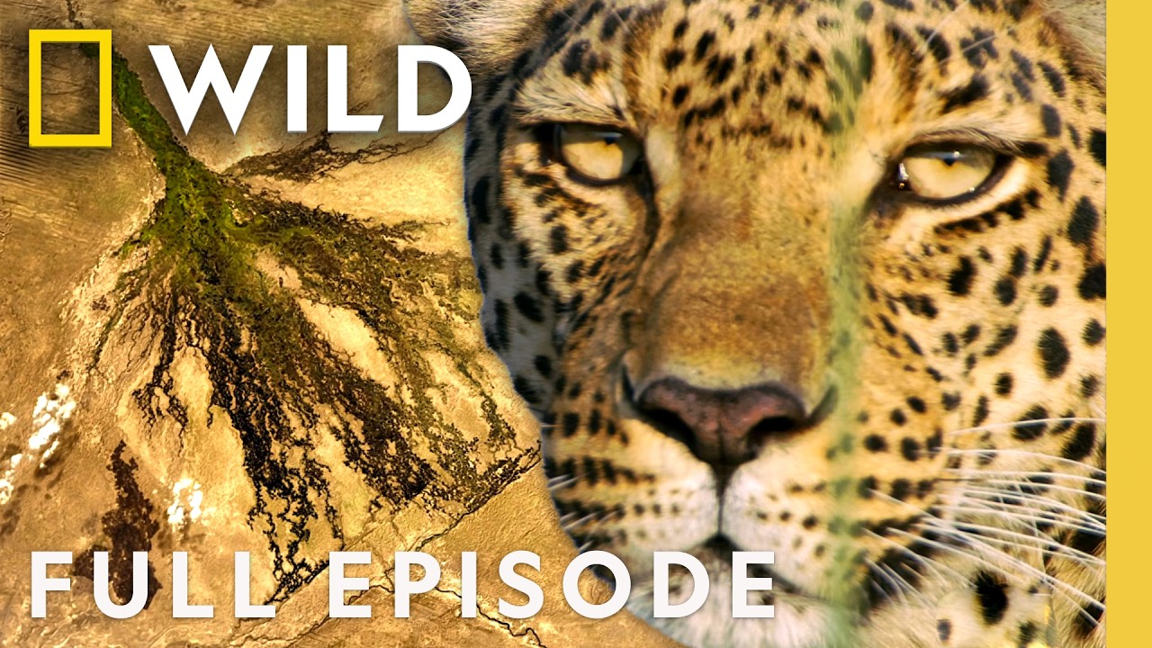 The Flood that Transforms the Okavango (Full Episode) | The Flood | Nat Geo Animals
