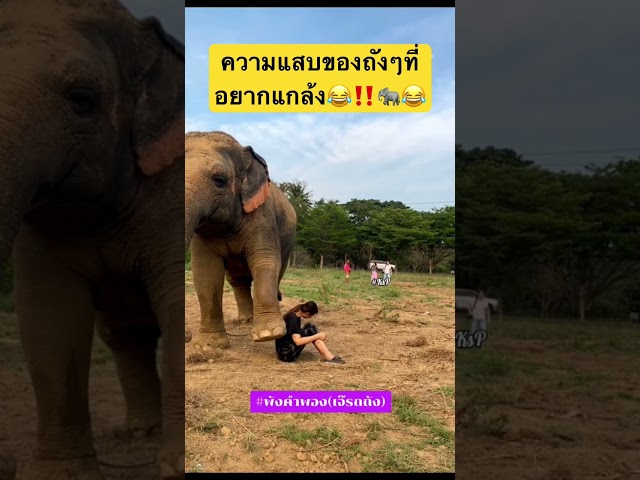 สวยน้อยกว่าถังอย่ามาใกล้😂🐘‼️ #ถังถัง #ช้างตัวตึง #ช้างแสนรู้ #ช้างน่ารัก