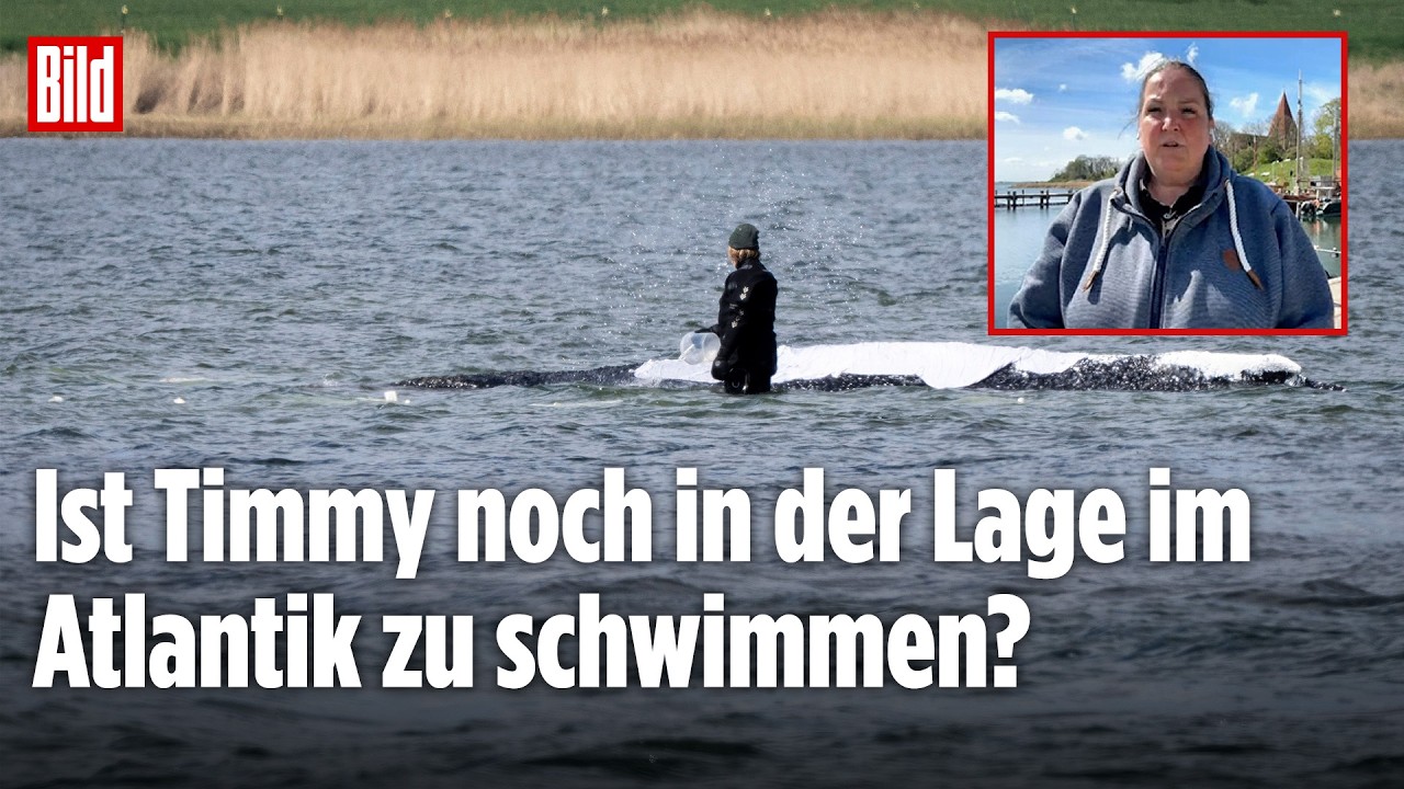 Poel: Wal-Retter äußert sich: „Die komplizierteste Rettungsaktion seiner Karriere!"