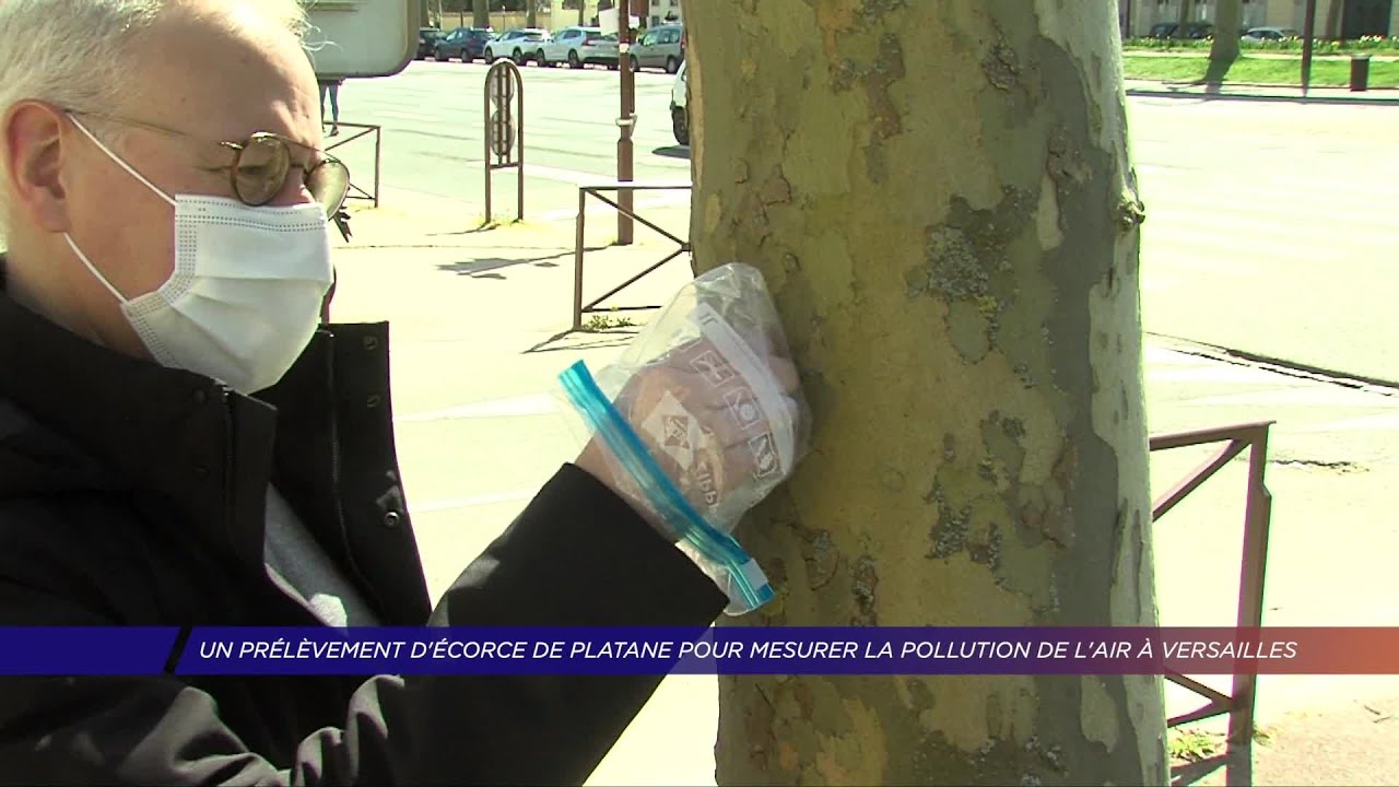 Yvelines | Un prélèvement d’écorce de platane pour mesurer la pollution de l’air à Versailles