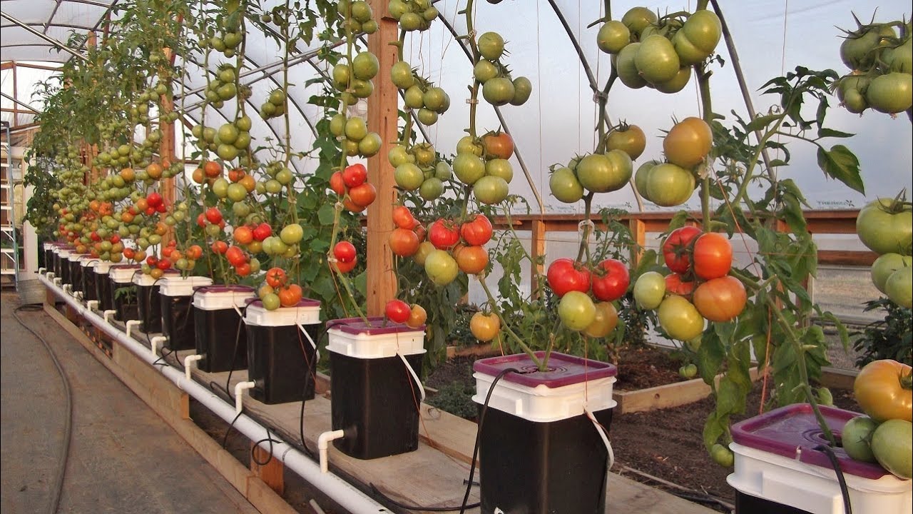 Dutch Bucket Hydroponics Tips Expanding The Reservoir YouTube