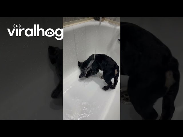 French Bulldog Puppy Bathtime || ViralHog