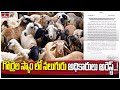 గొర్రెల స్కాం లో నలుగురు అధికారులు అరెస్ట్..!  | Telangana Sheep Distribution Scam | hmtv