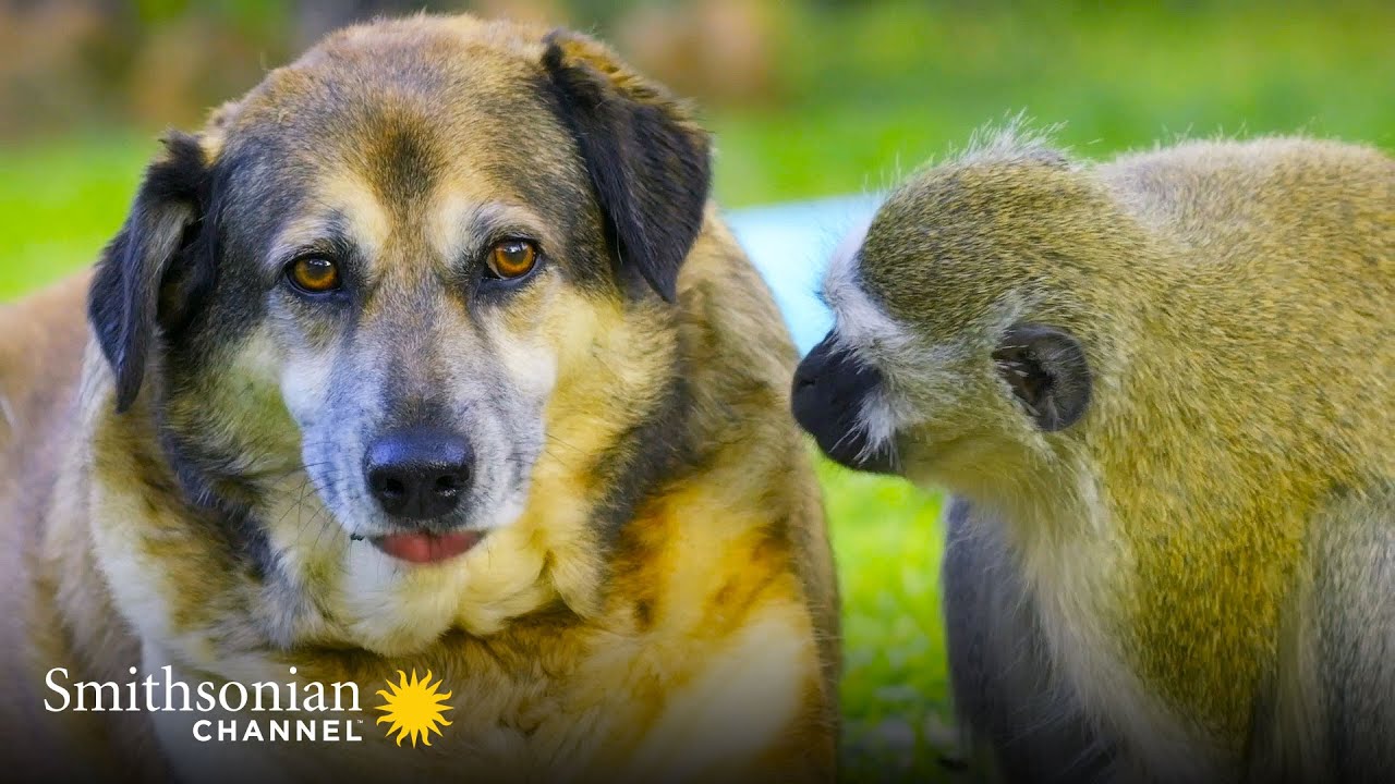 A Vervet Monkey Befriends Some Hostile Dogs 🐒 Amazing Animal Friends | Smithsonian Channel