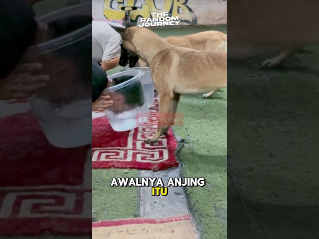 Ngadu Napas Sama Anjing, Tapi Pakai Cheat!😩 #shorts