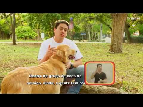 Programa Especial apresenta os Cães de Assistência