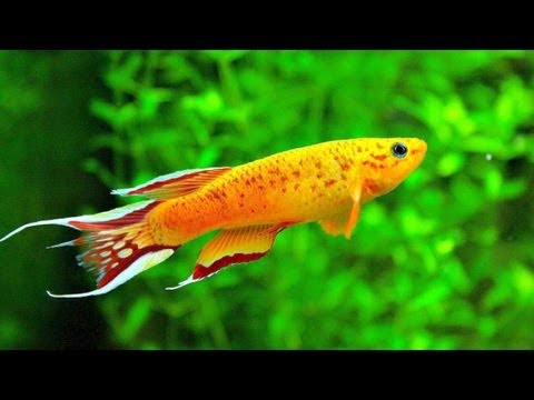 aquascape zeitschrift colour therapy aquarium aquascape zeitschrift colour therapy aquarium