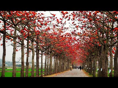 白河林初埤木棉花道懶人包 懶人部落 Lazyblog Cc