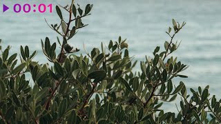 Alexander Demidov — Recognize | Official Audio | 2025