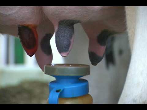 Testiranje mleka na bakterije		